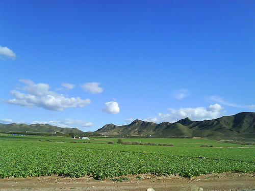 Campos de Pulpi